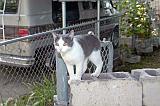 20030924_Kitty Kat_065